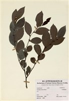 藏品(細葉饅頭果)的圖片